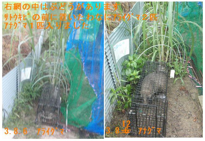 f:id:chuumeikun:20211019165134j:plain