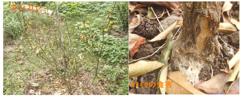 f:id:chuumeikun:20211021002547j:plain