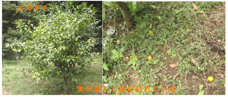 f:id:chuumeikun:20211021002746j:plain