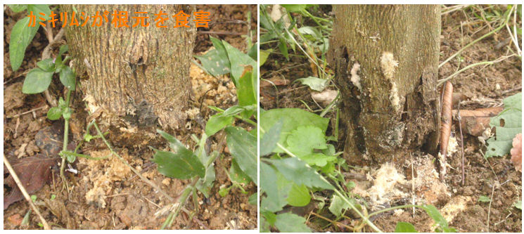 f:id:chuumeikun:20211021002851j:plain