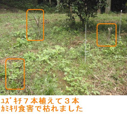 f:id:chuumeikun:20211021003054j:plain