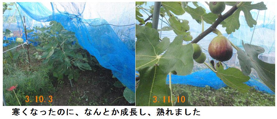 f:id:chuumeikun:20211110193452j:plain