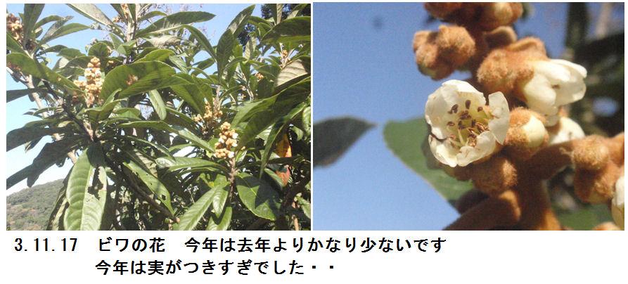 f:id:chuumeikun:20211117171058j:plain