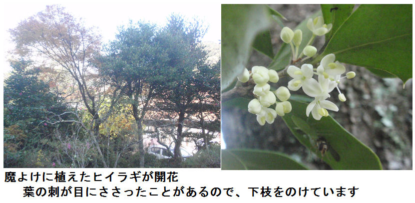 f:id:chuumeikun:20211119125653j:plain