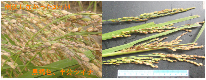 f:id:chuumeikun:20211119130006j:plain