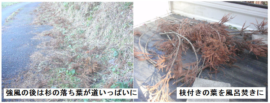 f:id:chuumeikun:20211209144747j:plain