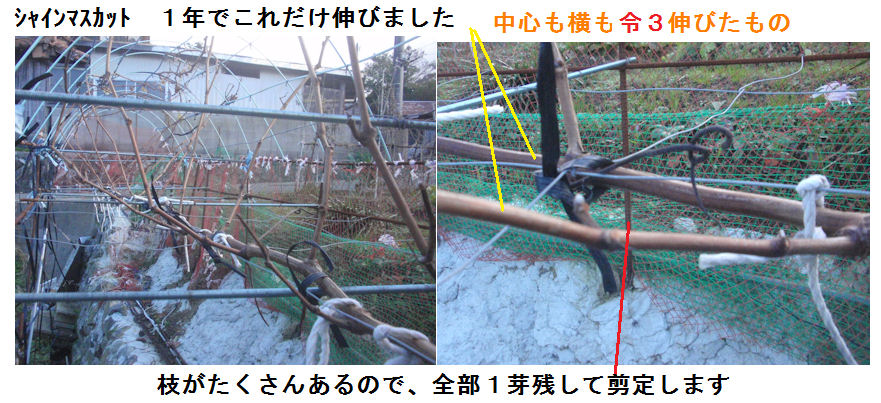 f:id:chuumeikun:20220104011808j:plain