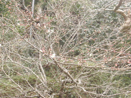 f:id:chuumeikun:20220207142756j:plain