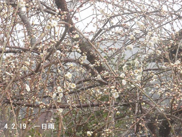 f:id:chuumeikun:20220219191958j:plain