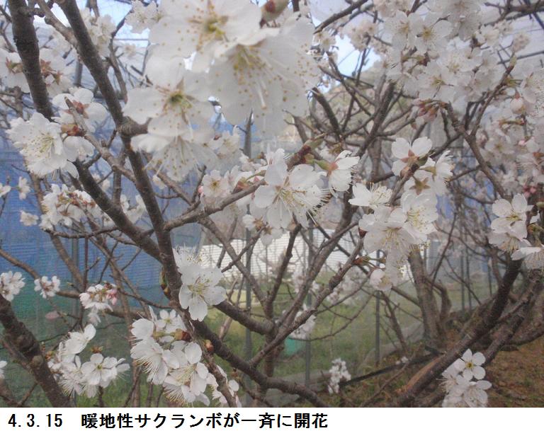 f:id:chuumeikun:20220315180244j:plain