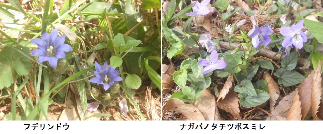 f:id:chuumeikun:20220412073313j:plain