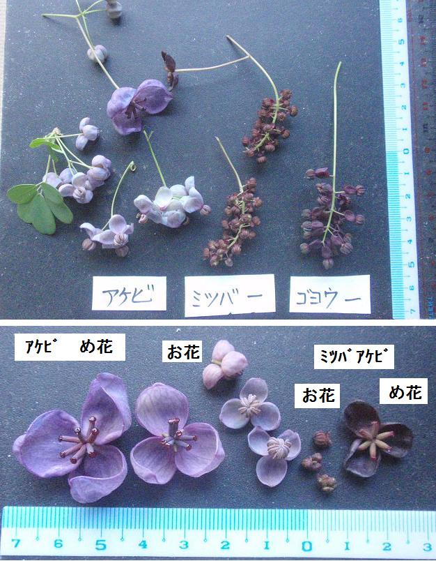 アケビ、ミツバアケビ、ゴヨウアケビのお花の比較 - チューメイくんの田舎ぐらし