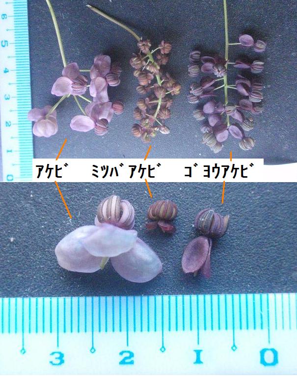 アケビ、ミツバアケビ、ゴヨウアケビのお花の比較 - チューメイくんの田舎ぐらし
