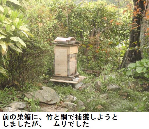 根付け　蜂に果実 鹿児島県蜂（ハチ）駆除サービス、最短60分以内で駆けつけます