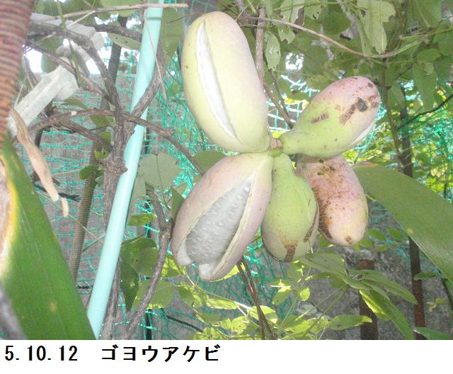 ゴヨウアケビ、アケビ、ミツバアケビの実と種の比較 - チューメイくんの田舎ぐらし