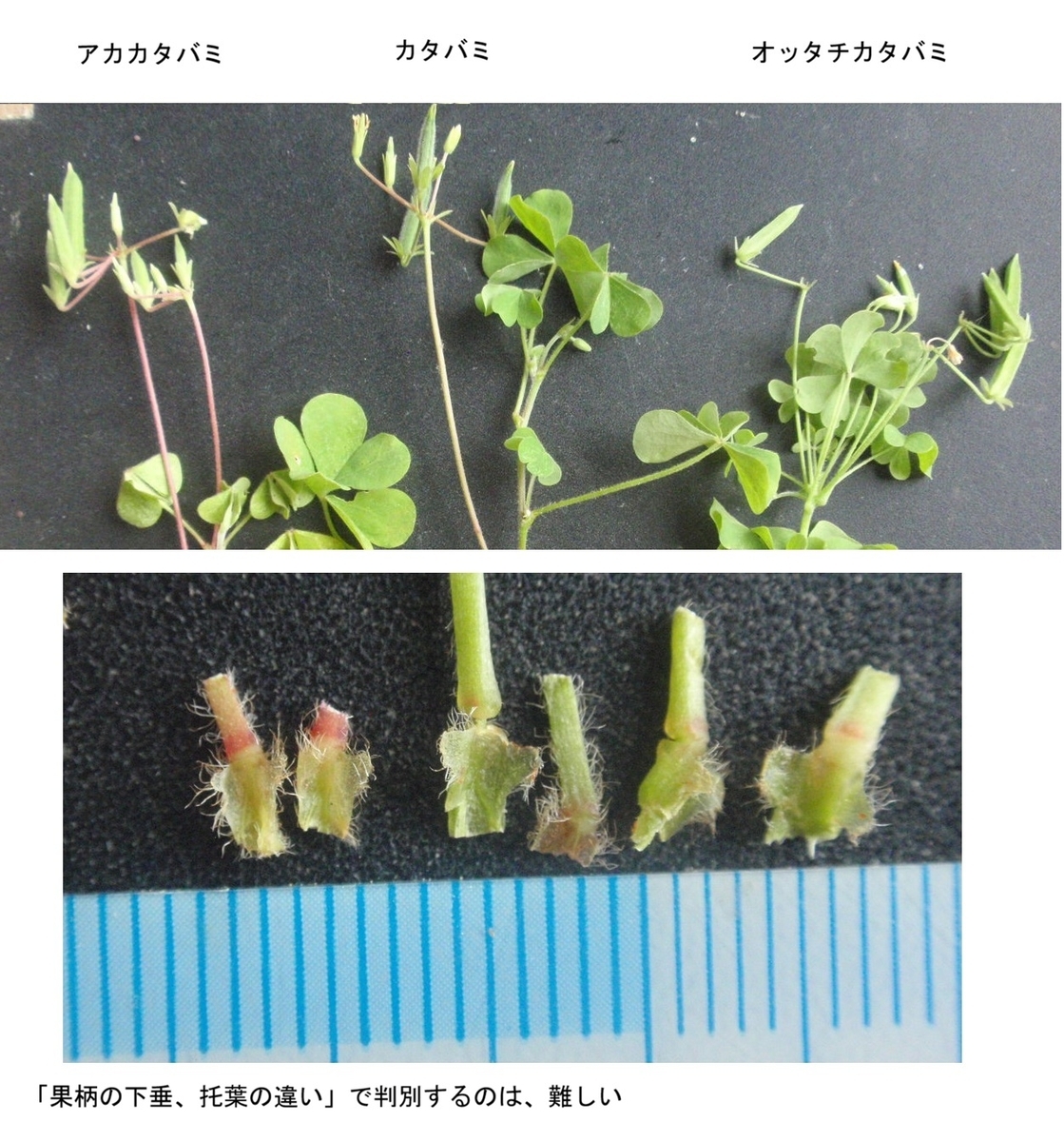 カタバミとオッタチカタバミは、種の大きさと節株の付き方で見分けられる - チューメイくんの田舎ぐらし