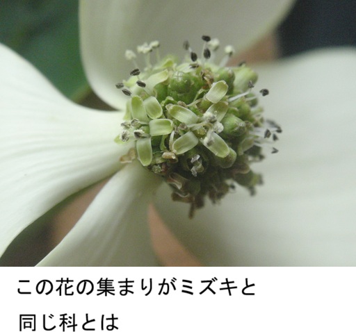ヤマボウシの花 - チューメイくんの田舎ぐらし