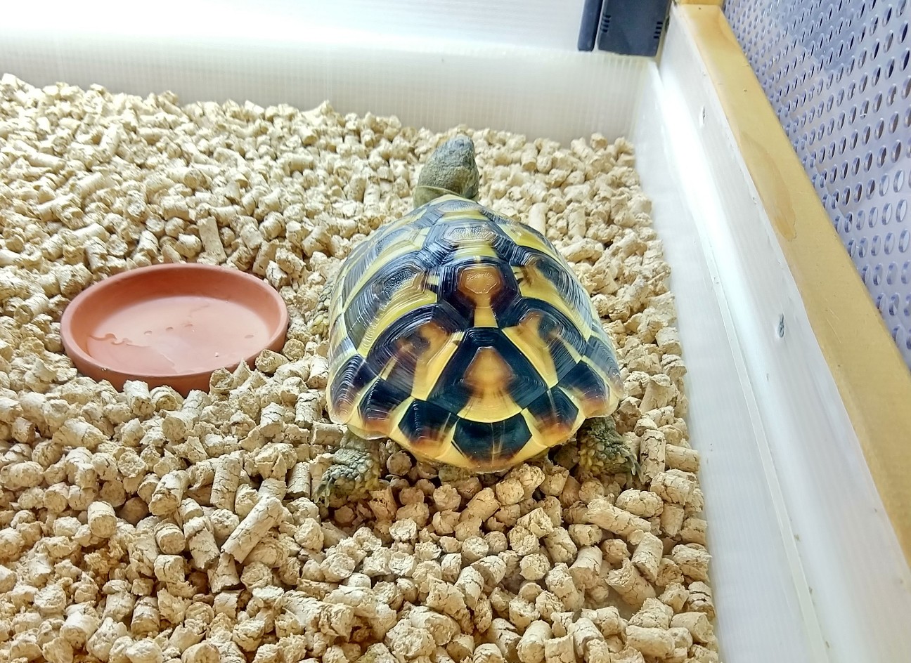 カメの頭の動き Favorite Creatures