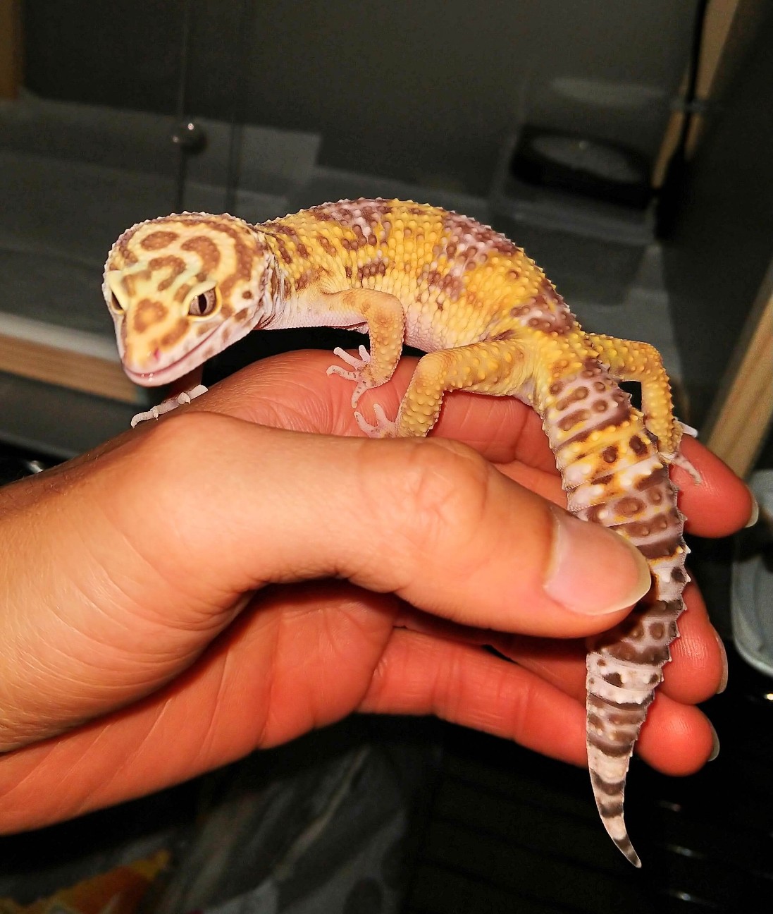 f:id:chuunentenki:20190725003643j:plain