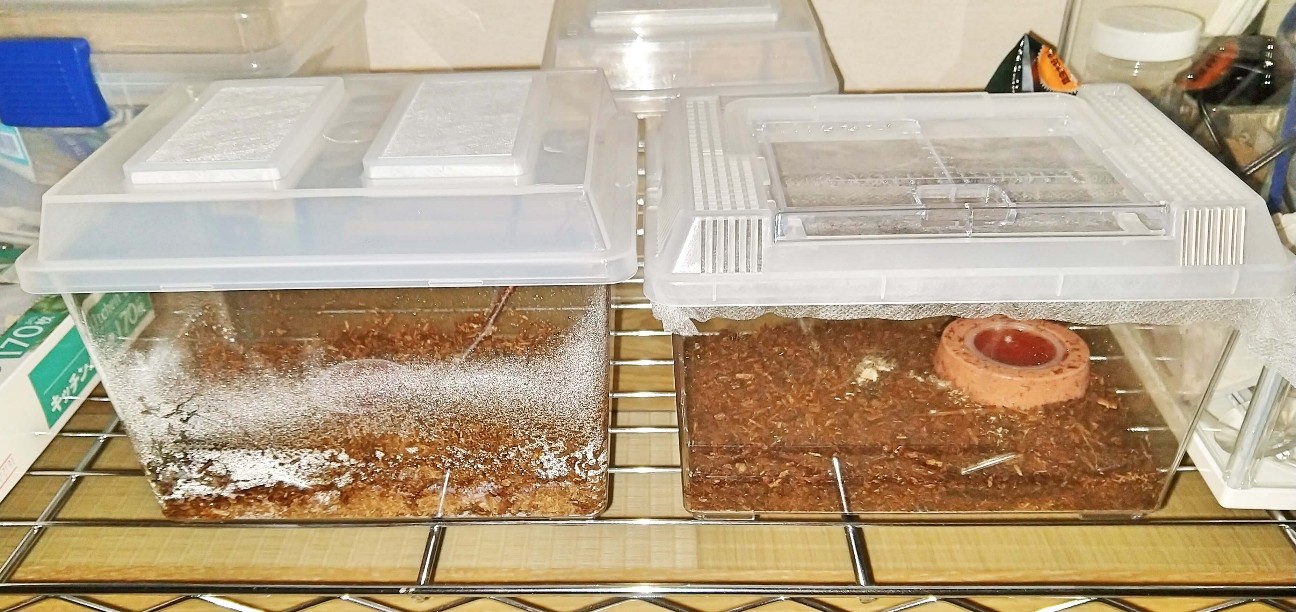 f:id:chuunentenki:20190728234550j:plain