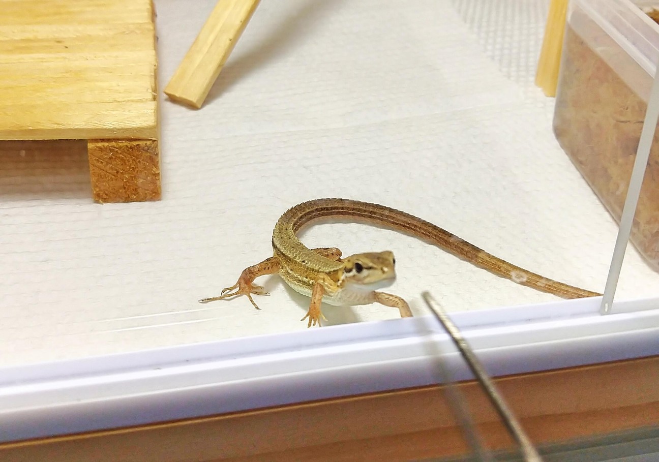 ニホンカナヘビの餌付け Favorite Creatures ニホンカナヘビの餌付け Favorite Creatures