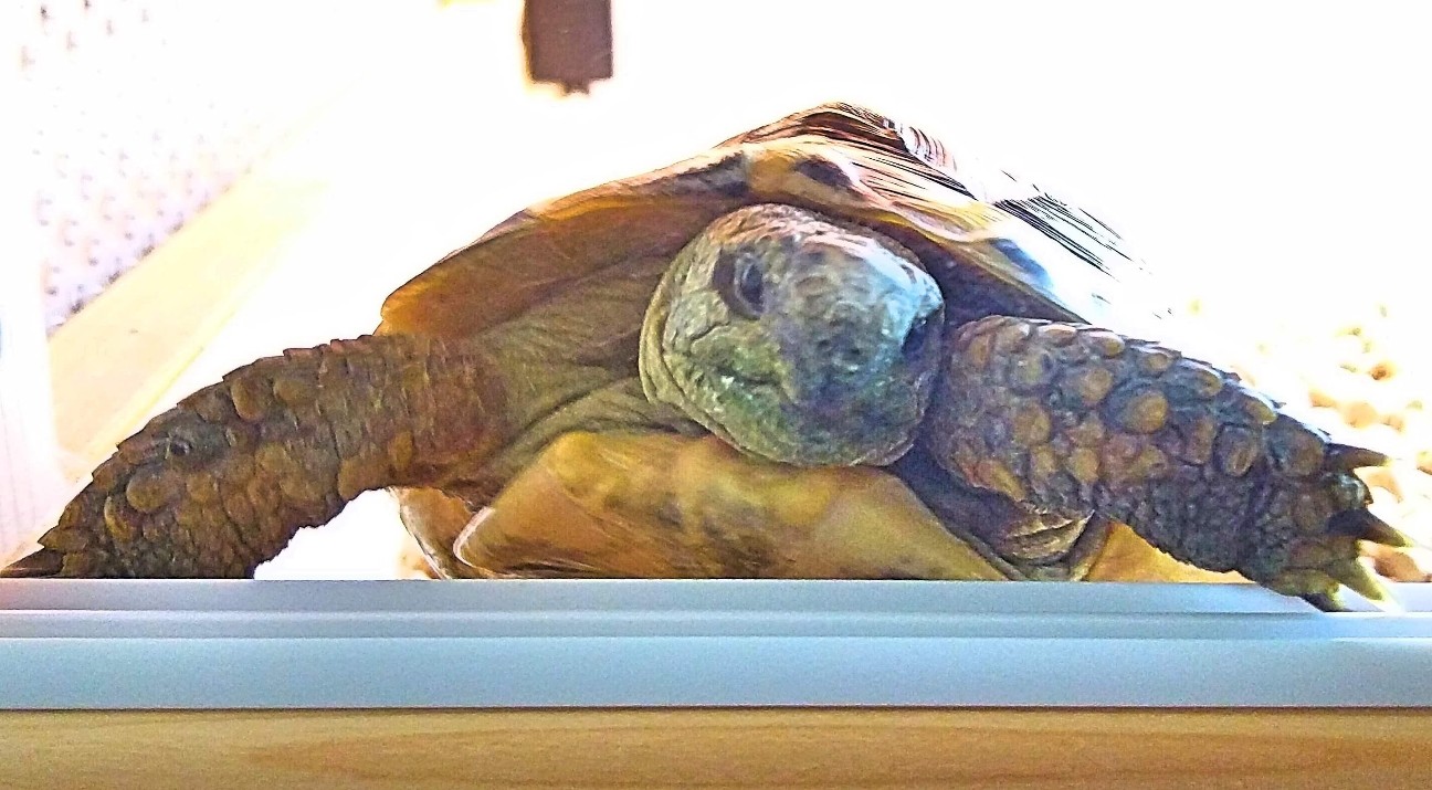 f:id:chuunentenki:20190822232929j:plain