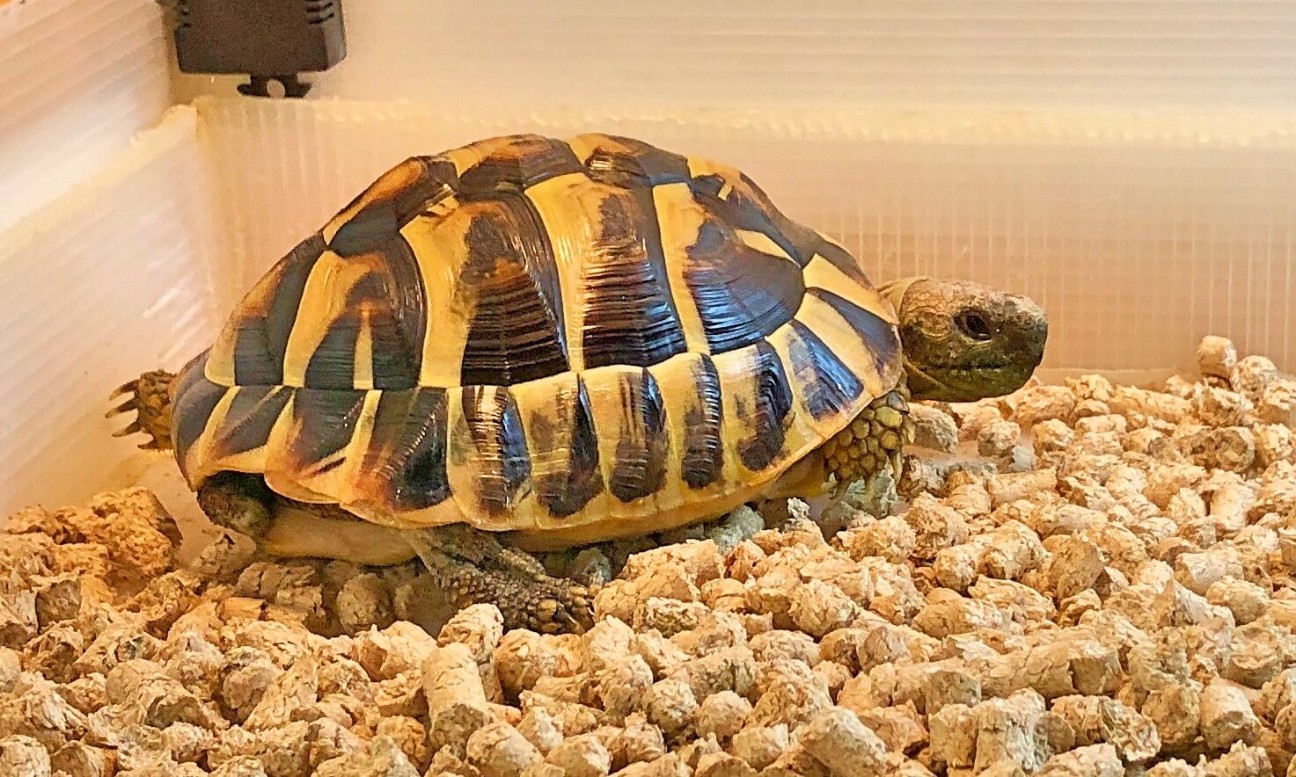 f:id:chuunentenki:20190824083659j:plain f:id:chuunentenki:20190824083659j:plain