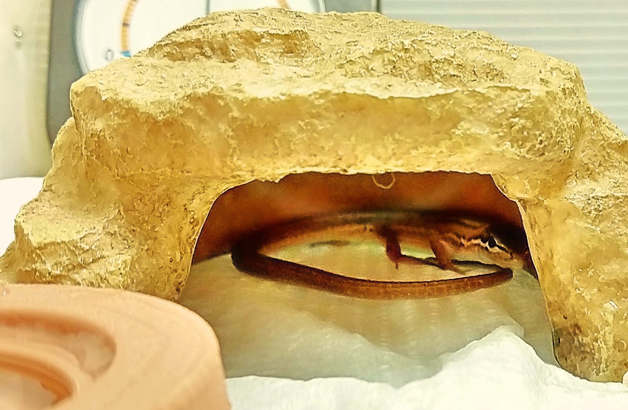 f:id:chuunentenki:20191214001412j:plain