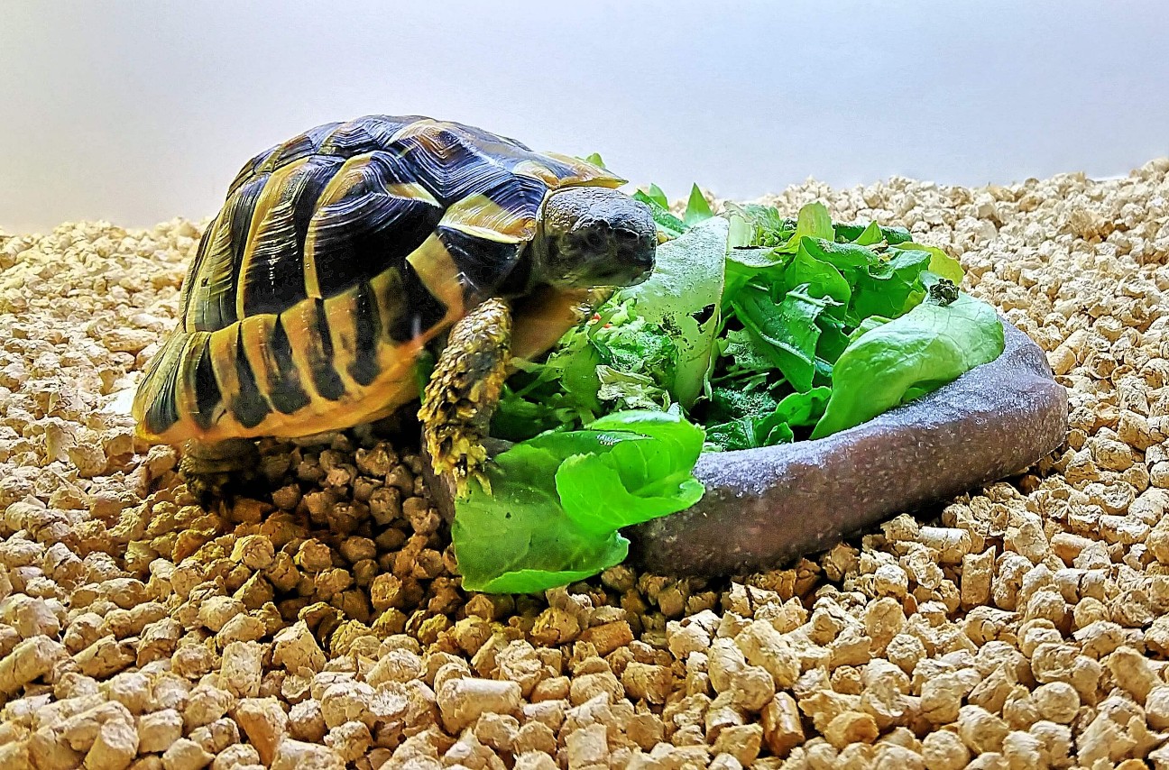 f:id:chuunentenki:20200129110905j:plain