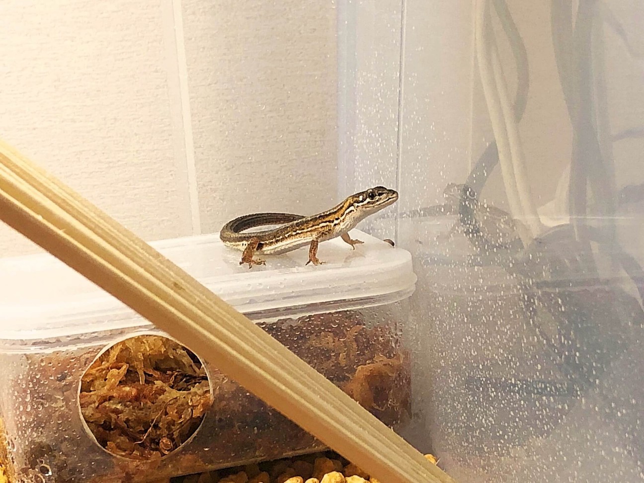 子供が爬虫類を飼いたいと言ったら おすすめの人工餌はペレット系 Favorite Creatures