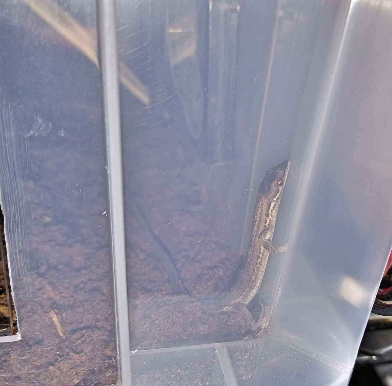 f:id:chuunentenki:20200423150230j:plain f:id:chuunentenki:20200423150230j:plain