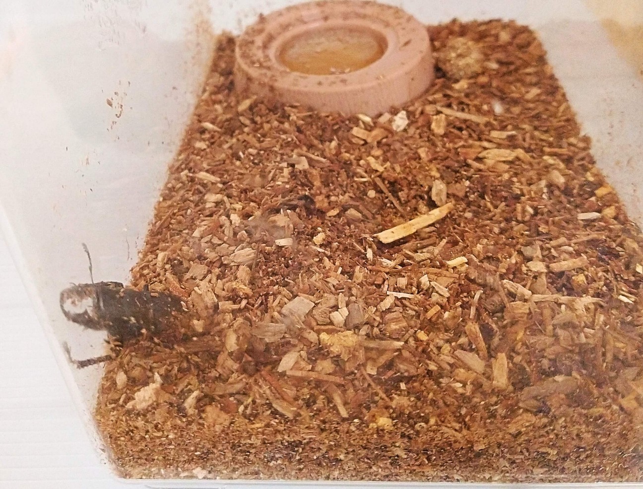 f:id:chuunentenki:20200425152259j:plain