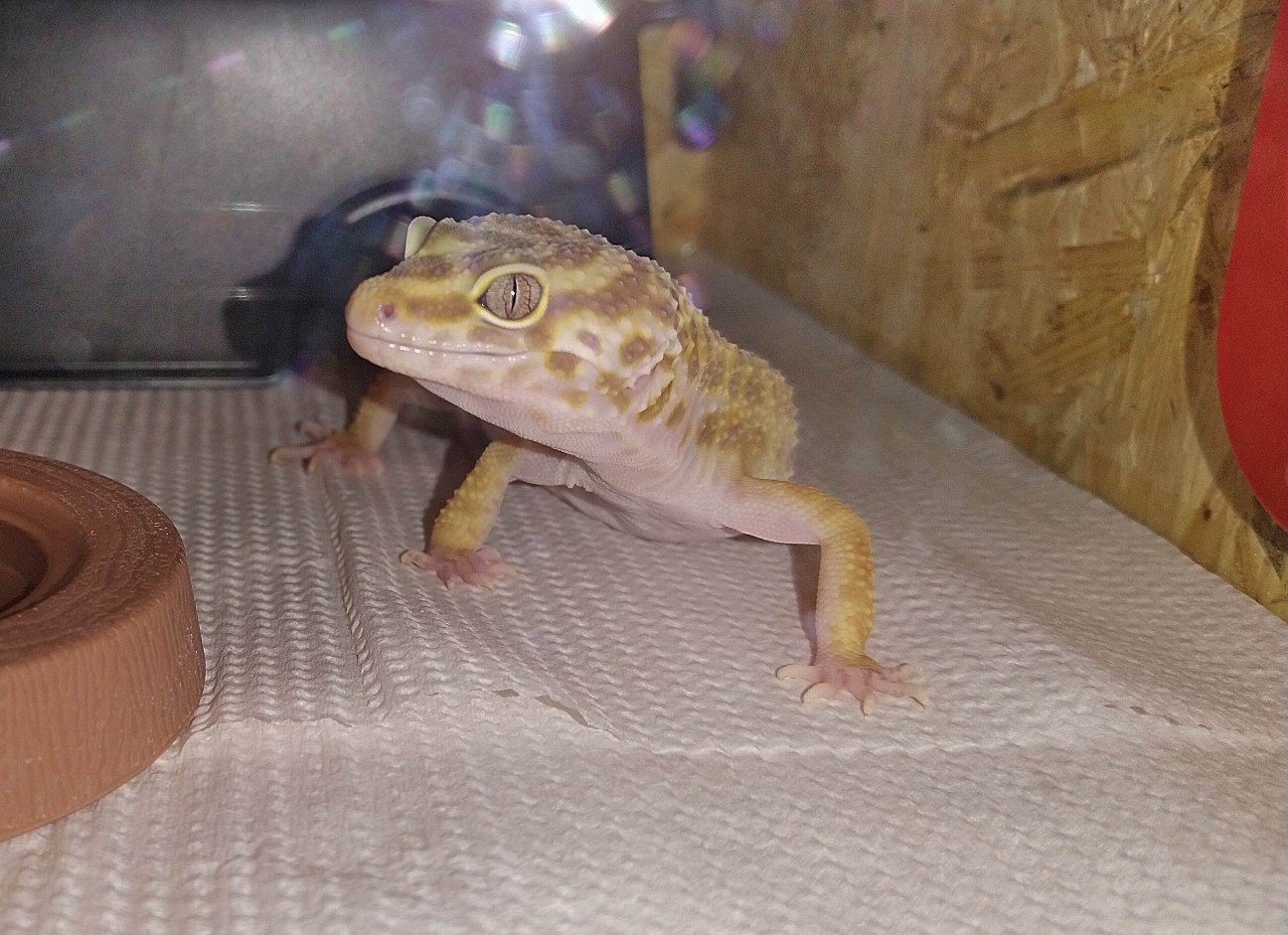 f:id:chuunentenki:20200525001939j:plain f:id:chuunentenki:20200525001939j:plain