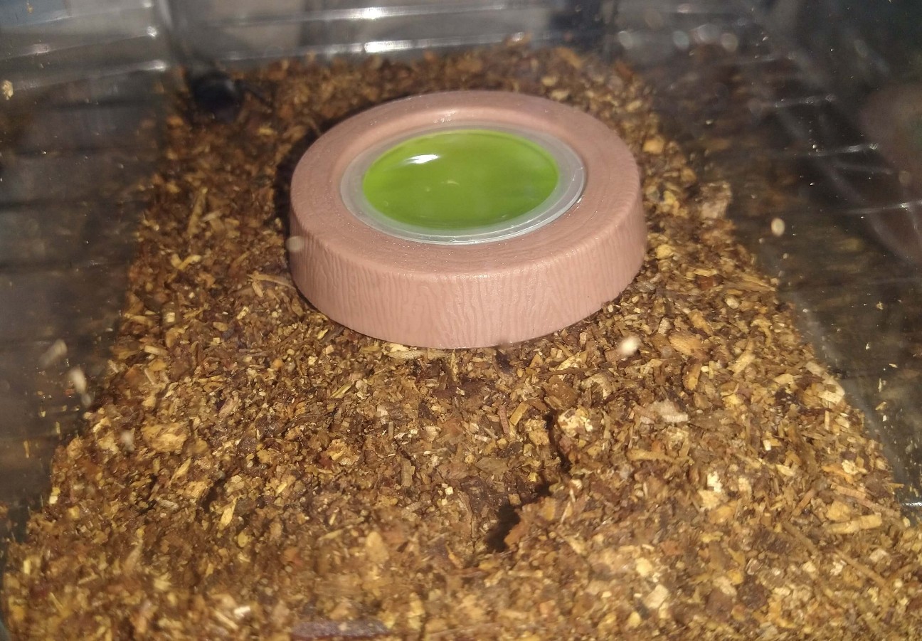 f:id:chuunentenki:20200702094659j:plain