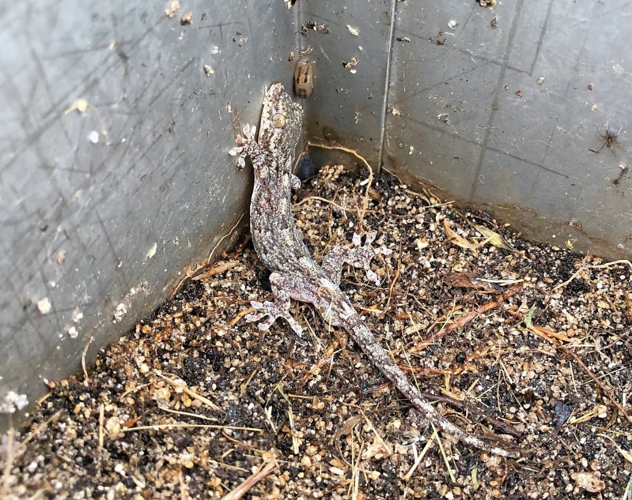 f:id:chuunentenki:20210617002121j:plain