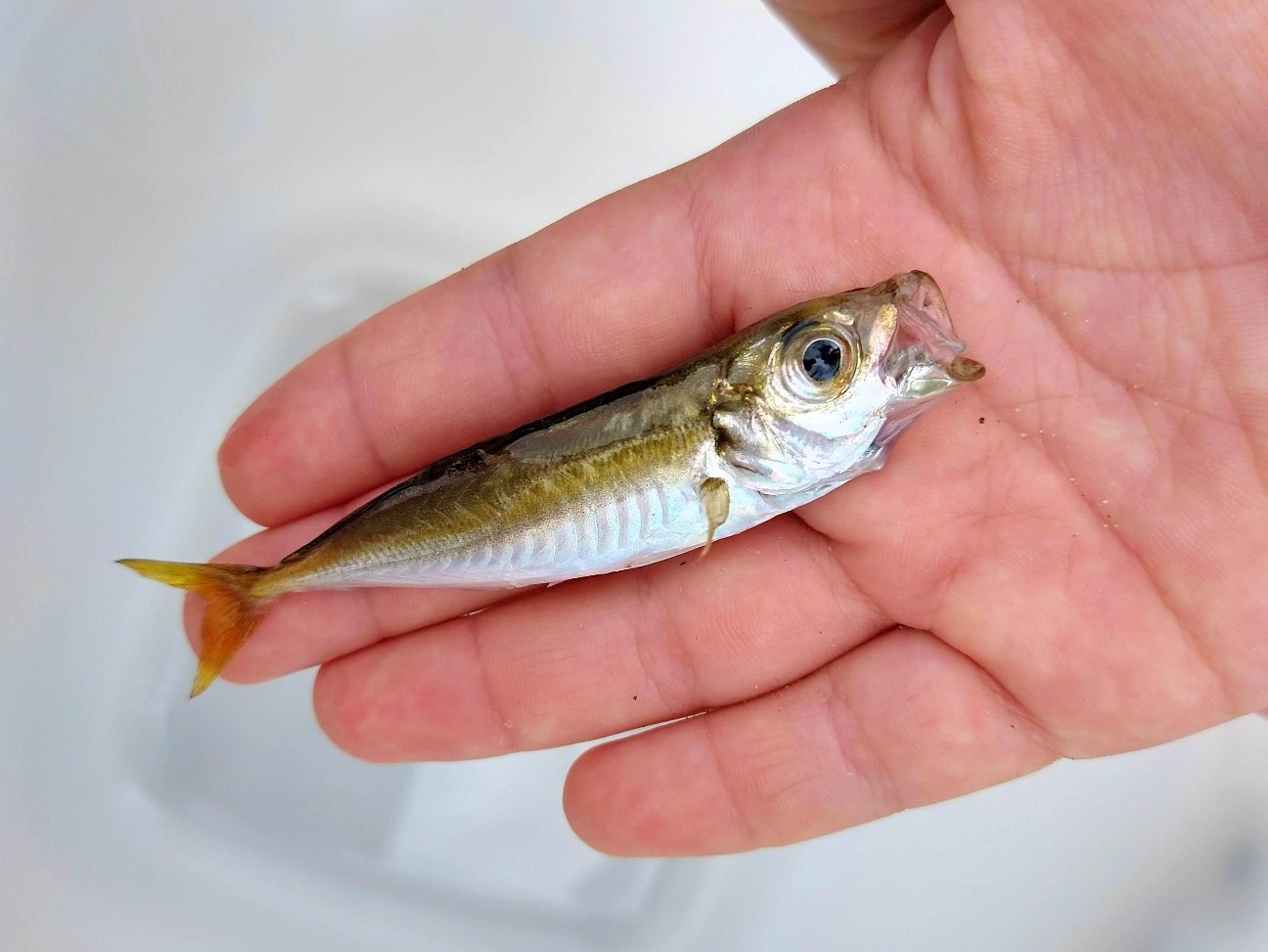 f:id:chuunentenki:20210815230216j:plain