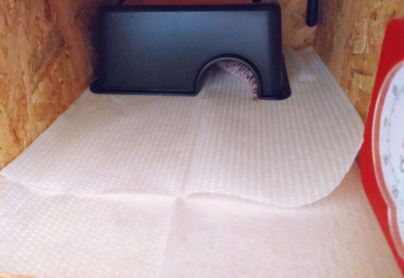 f:id:chuunentenki:20210905101851j:plain