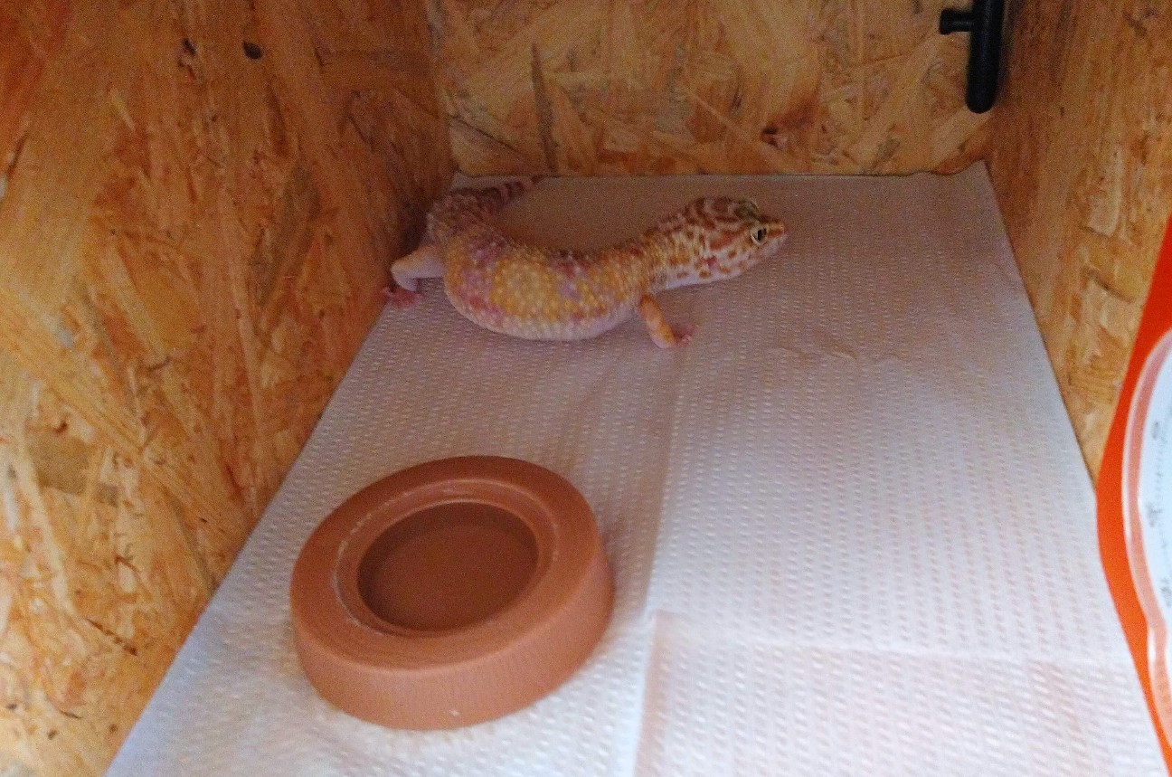 f:id:chuunentenki:20210924153214j:plain