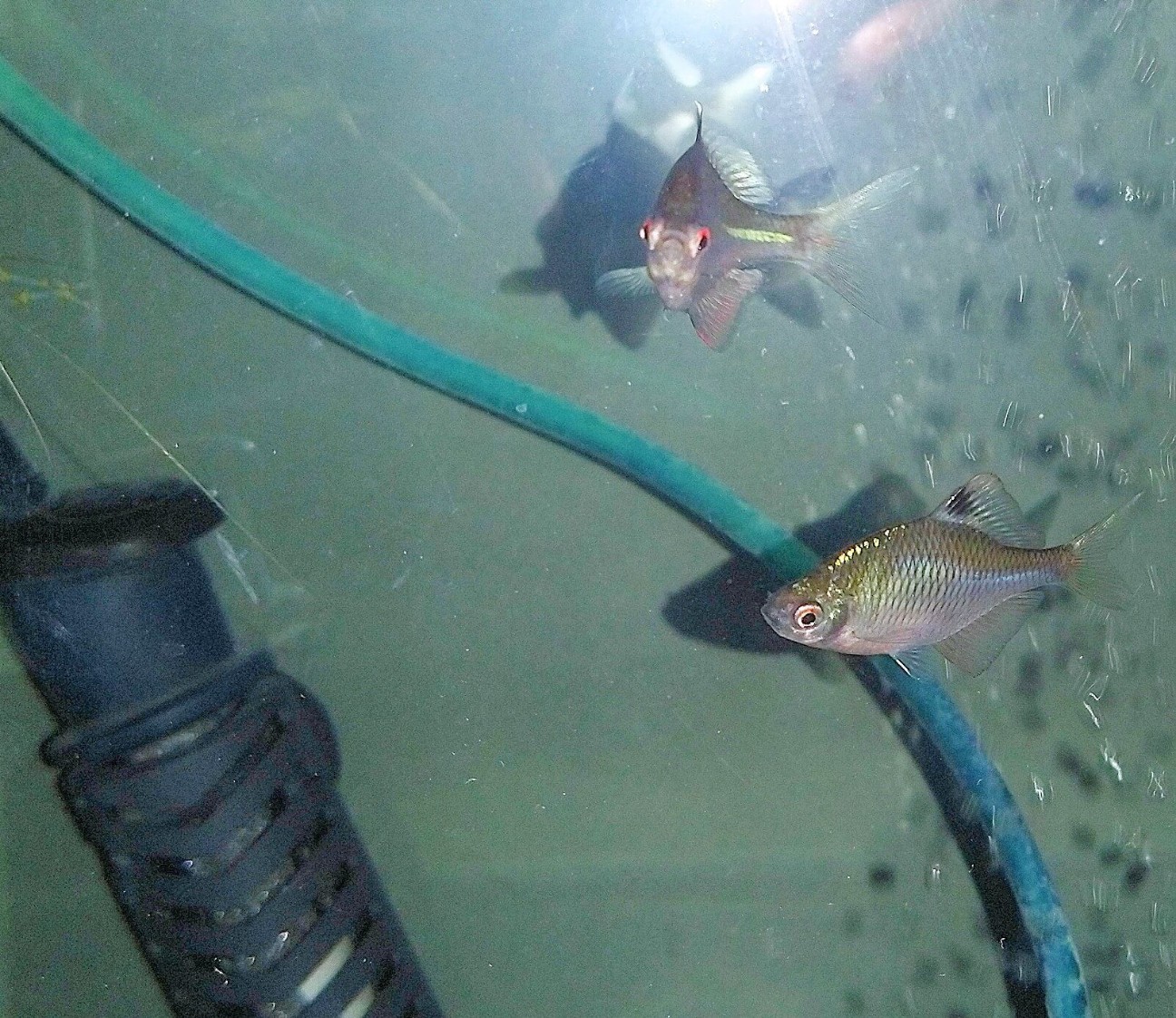 f:id:chuunentenki:20211023161117j:plain