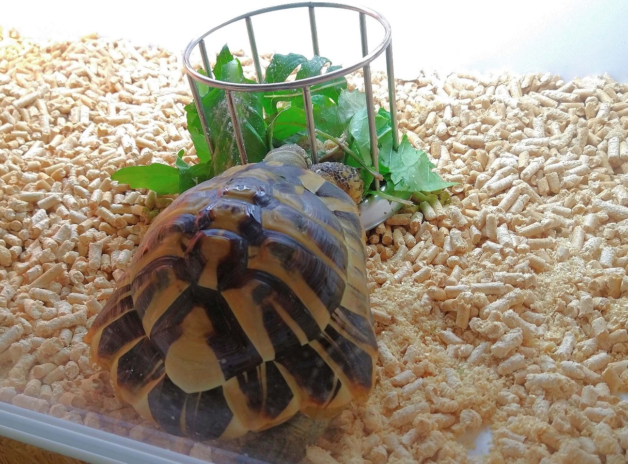 f:id:chuunentenki:20211104001658j:plain