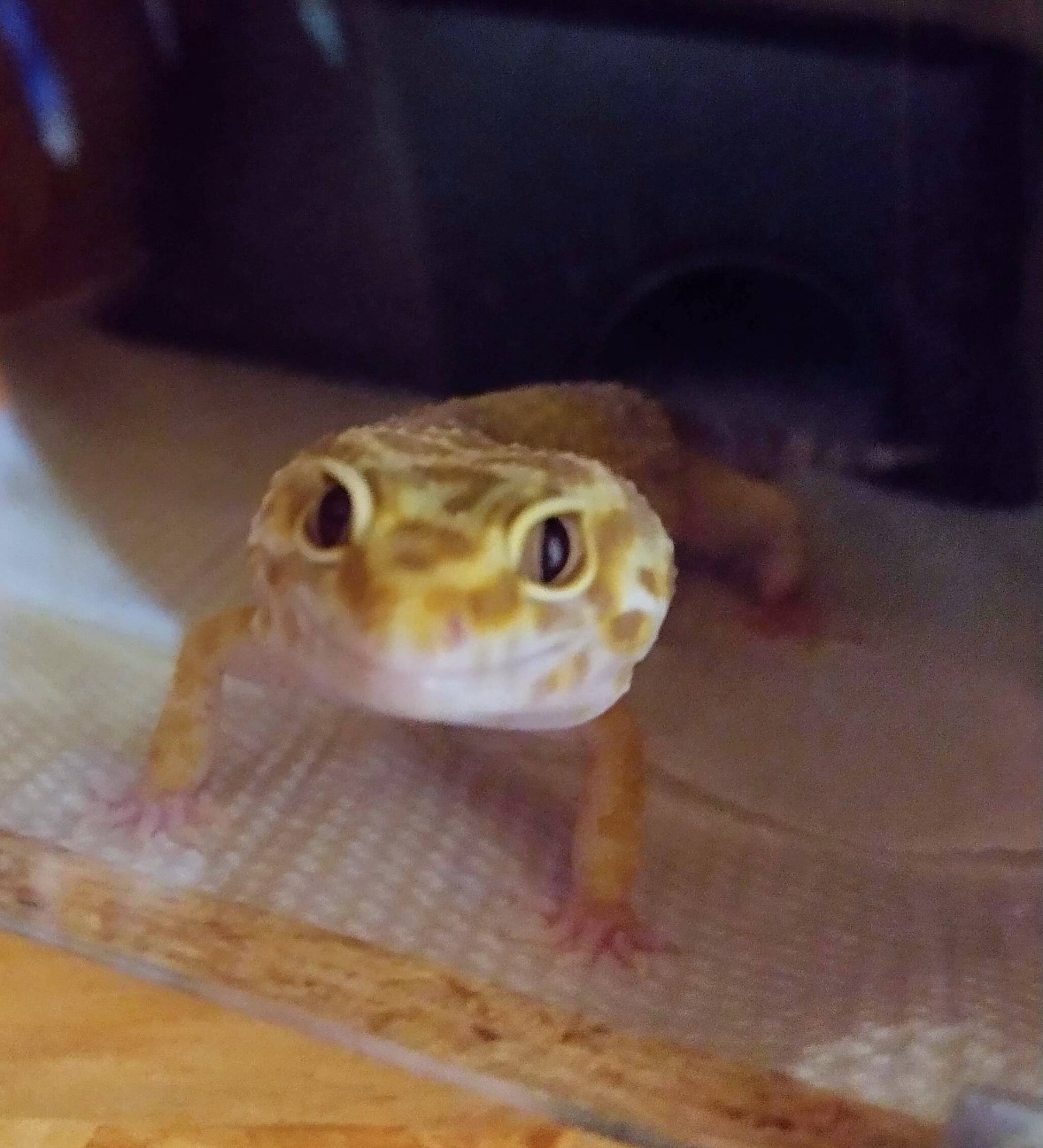 f:id:chuunentenki:20211113231854j:plain