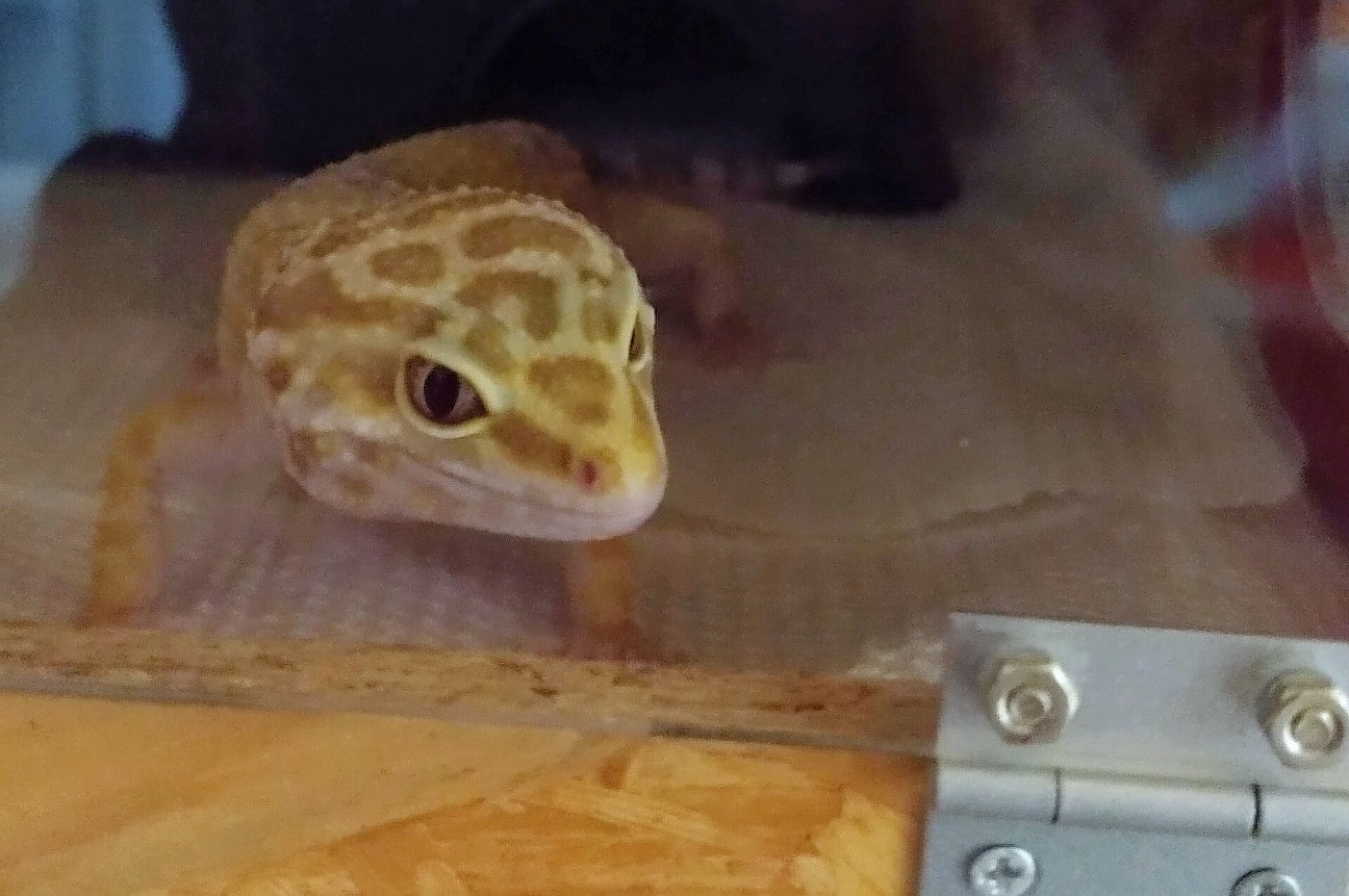 f:id:chuunentenki:20211123122545j:plain