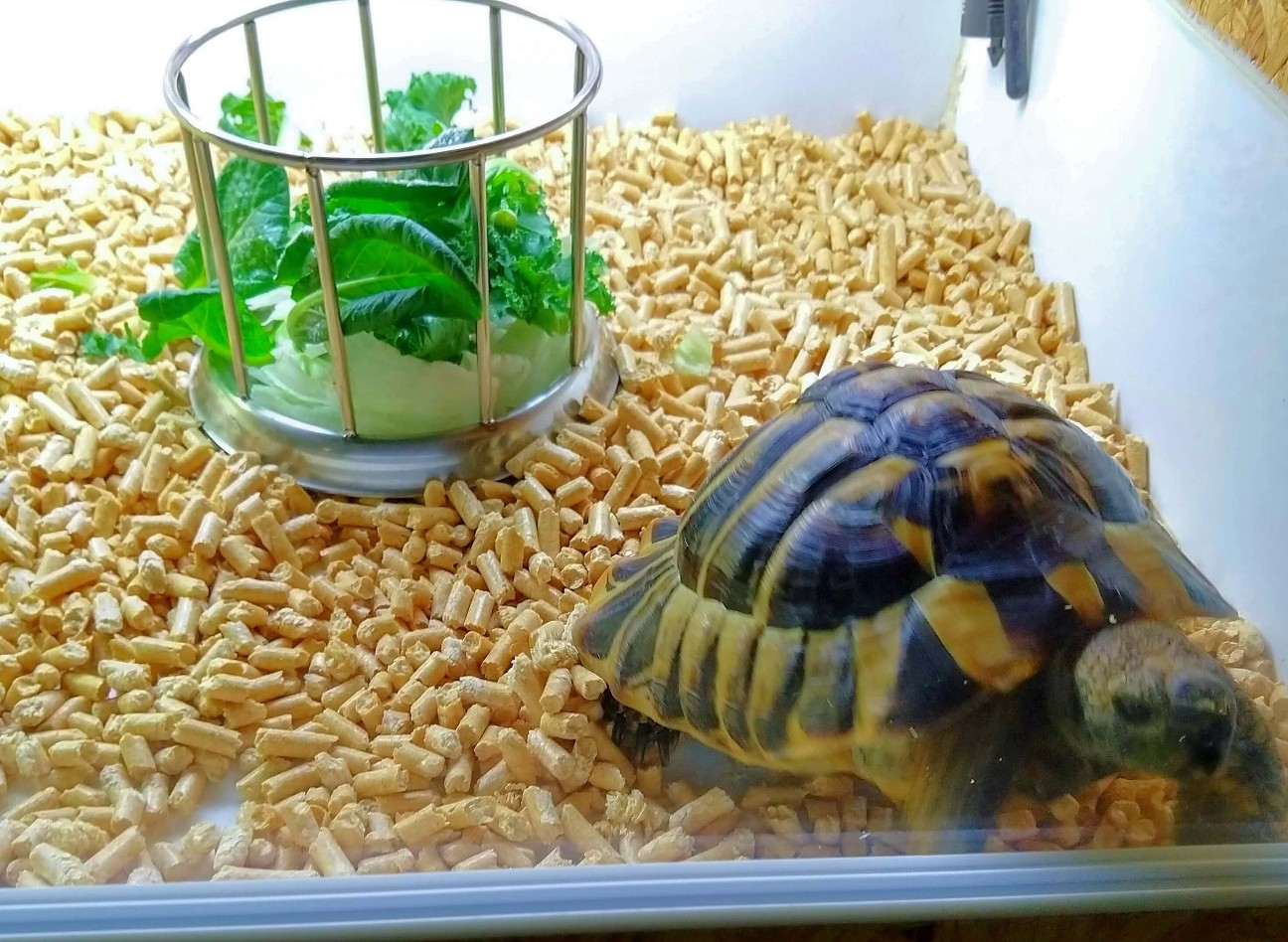 f:id:chuunentenki:20211125133802j:plain