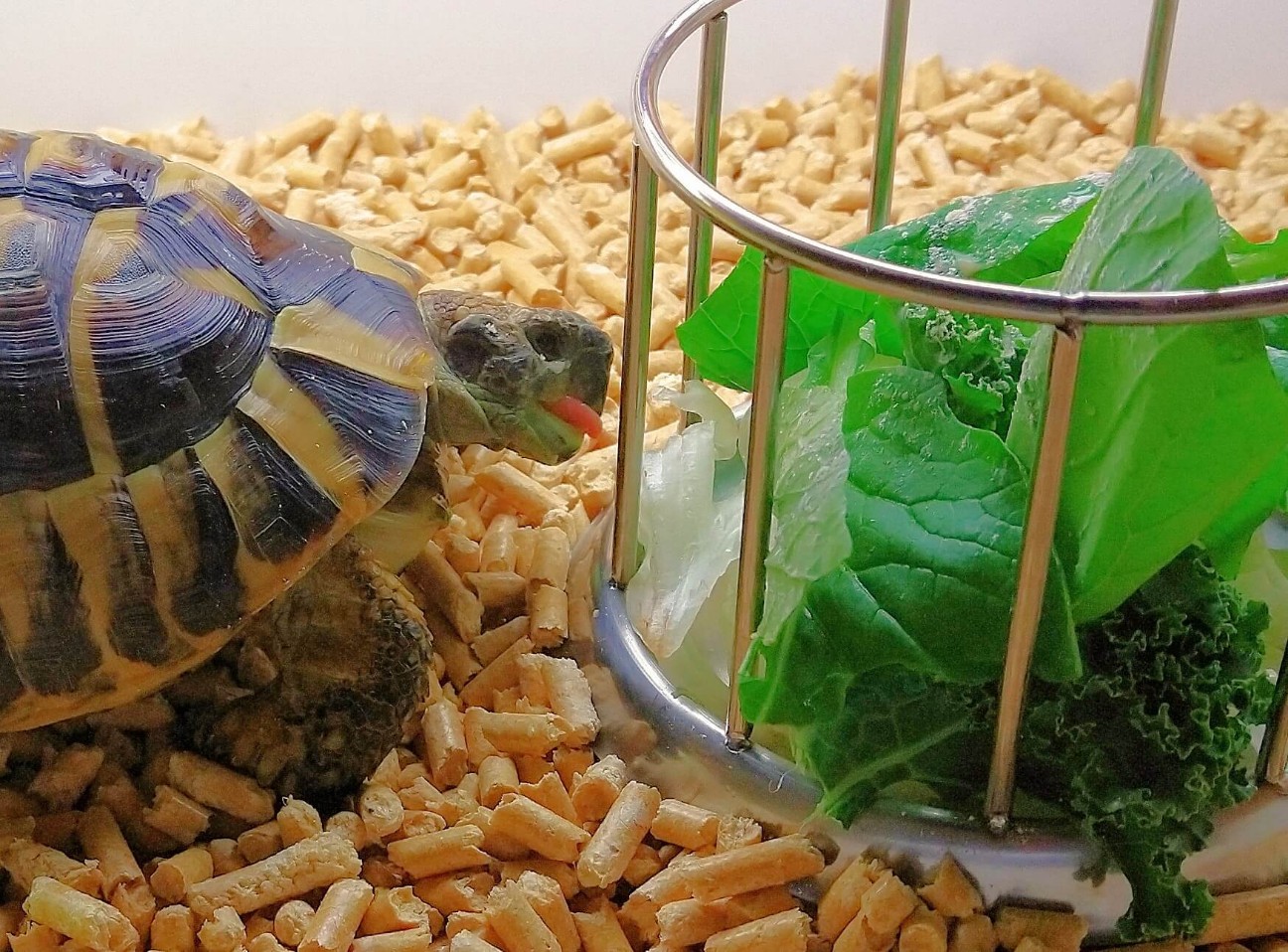 f:id:chuunentenki:20211201102437j:plain