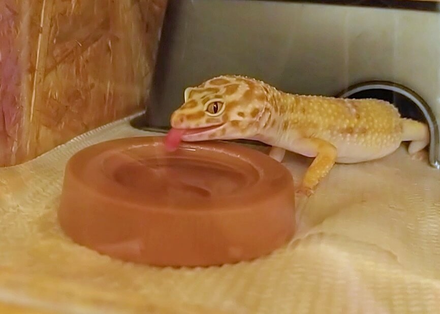 f:id:chuunentenki:20220114003815j:plain