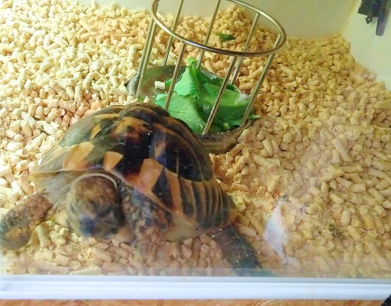 f:id:chuunentenki:20220211230400j:plain