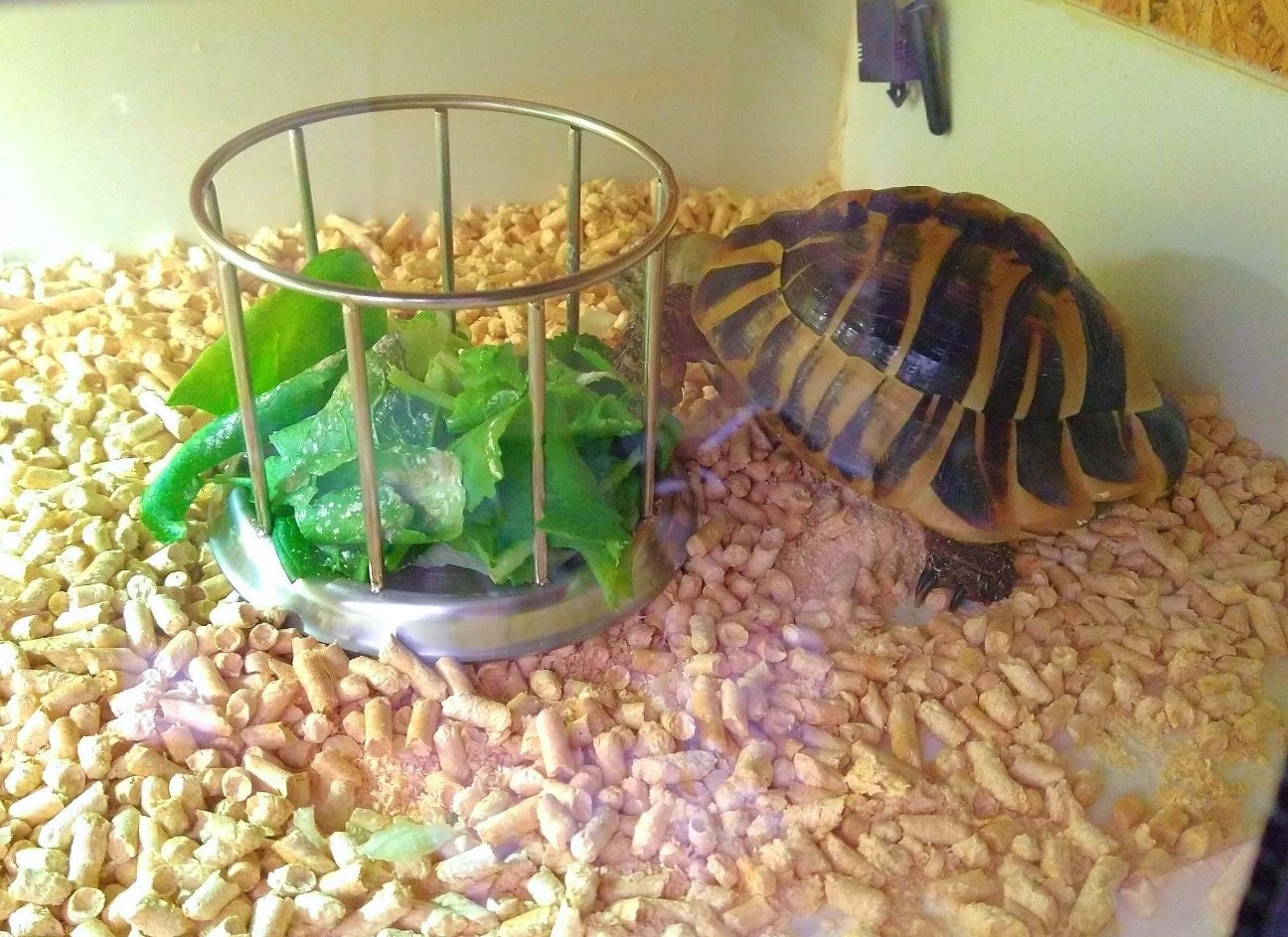 f:id:chuunentenki:20220213020906j:plain