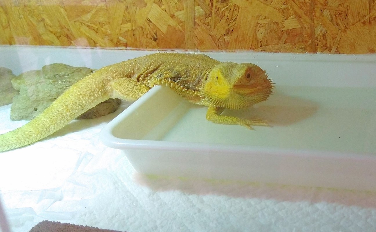 f:id:chuunentenki:20220227013059j:plain