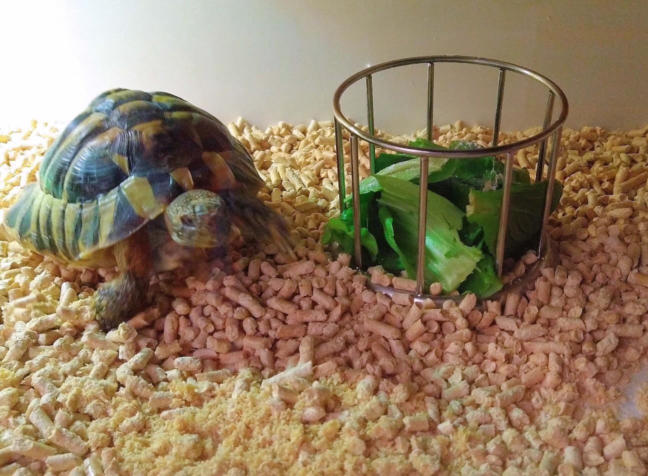 f:id:chuunentenki:20220312010440j:plain