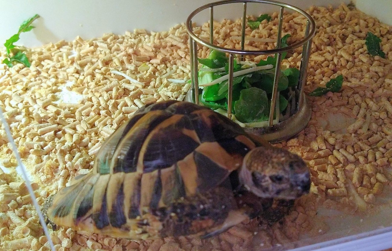 f:id:chuunentenki:20220411180813j:plain